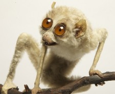 Slender loris_c Paul Cliff_E3Q9879