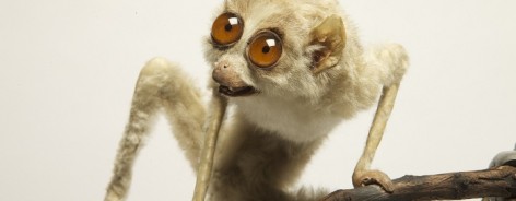 Slender loris_c Paul Cliff_E3Q9879