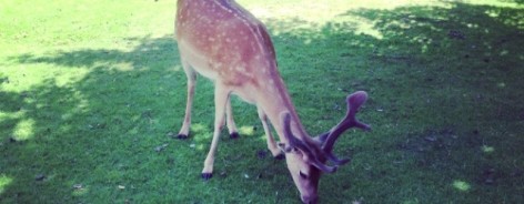 Dunham Massey deer creativetourist