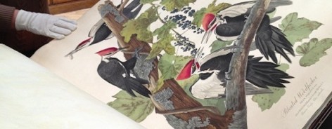 Birds of America Audubon Liverpool Central Library creativetourist.com copy