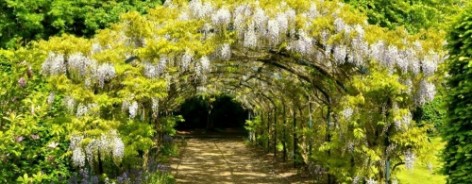 Photo of a wisteria archway in the gardens