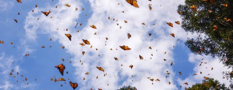 Photo of a blue sky with orange and black butterflies crossing it