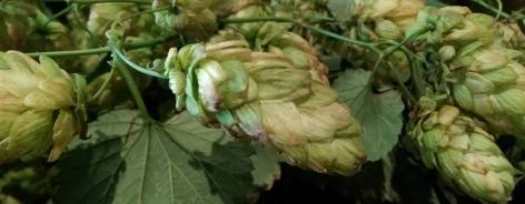Photo of fresh green hops