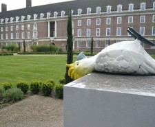 Bird-fallen-over-creative-tourist