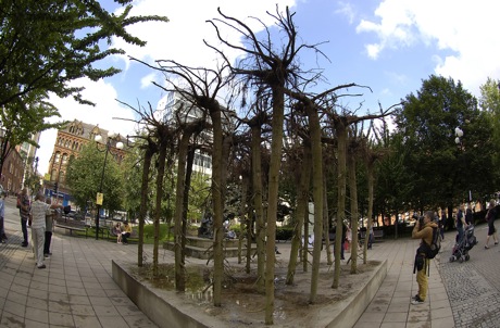 Flailing Trees Flailing Trees