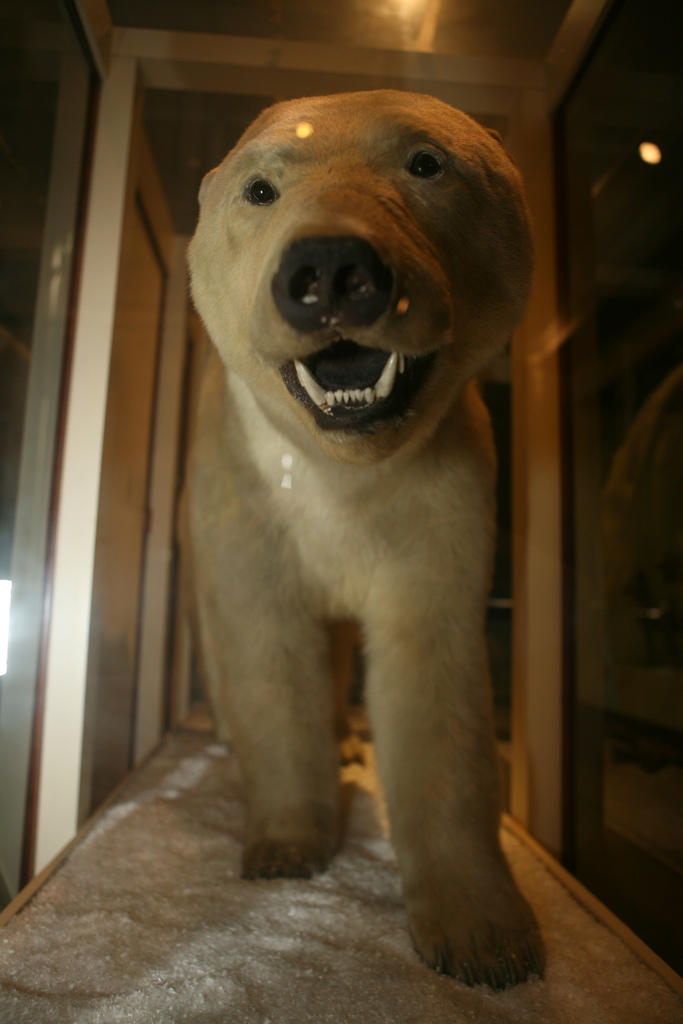 when you love polar ear when you love polar ear