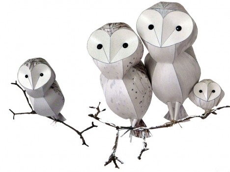 Kate Taylor, barn owls, courtesy the artist