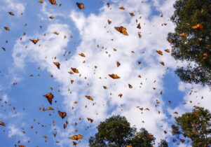Photo of a blue sky with orange and black butterflies crossing it