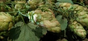 Photo of fresh green hops