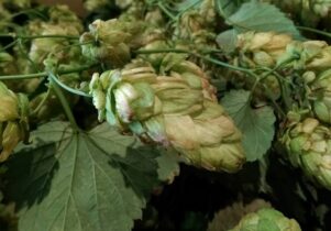 Photo of fresh green hops