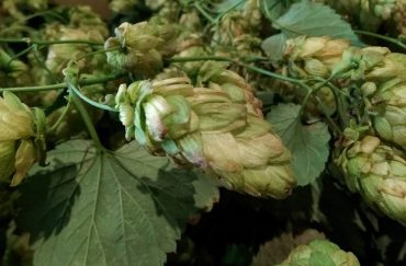 Photo of fresh green hops