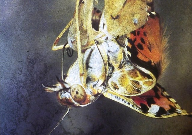 Photo of a print of a dead butterfly