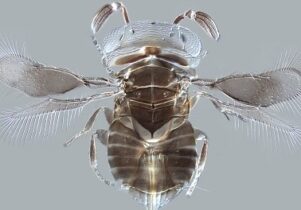 Image of microscopic parasitoid wasp