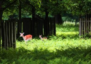 Deer between the trees