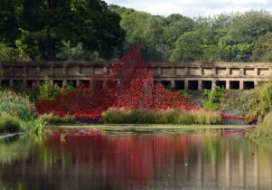 Photo of a wave of poppies in a lake