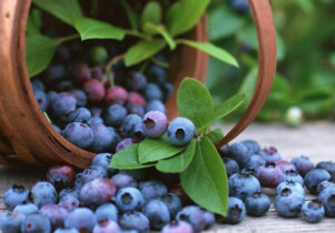 Berries in a basket