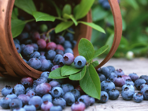 Berries in a basket