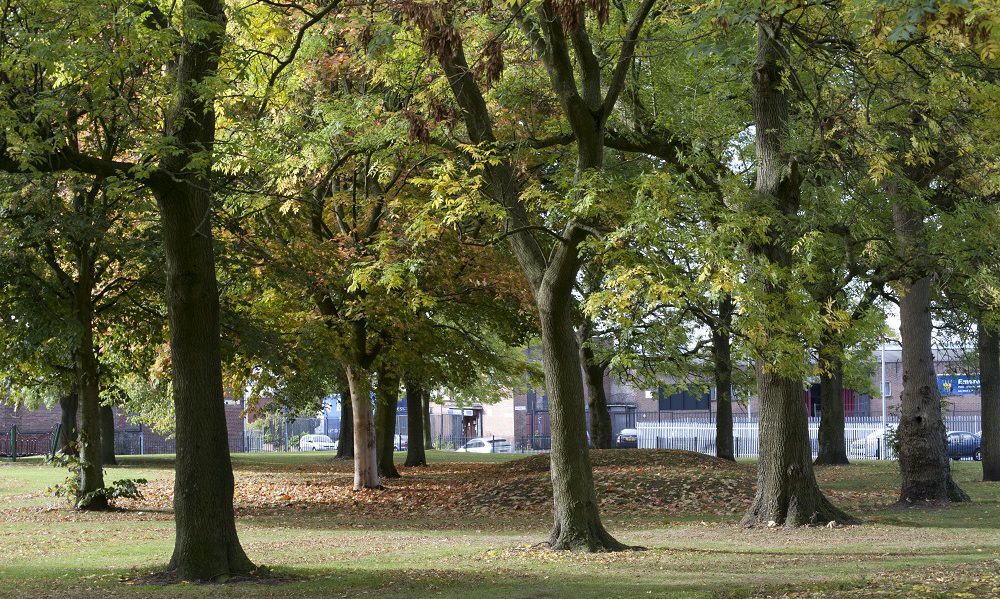 Trees in a park
