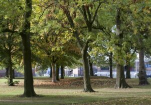 Trees in a park
