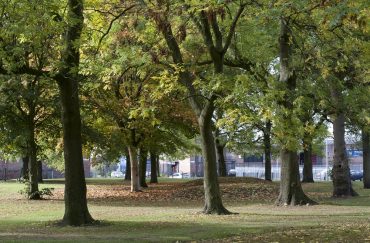 Trees in a park