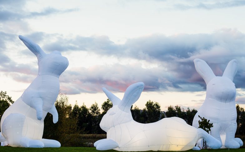 Giant white rabbits