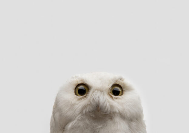 A white owl