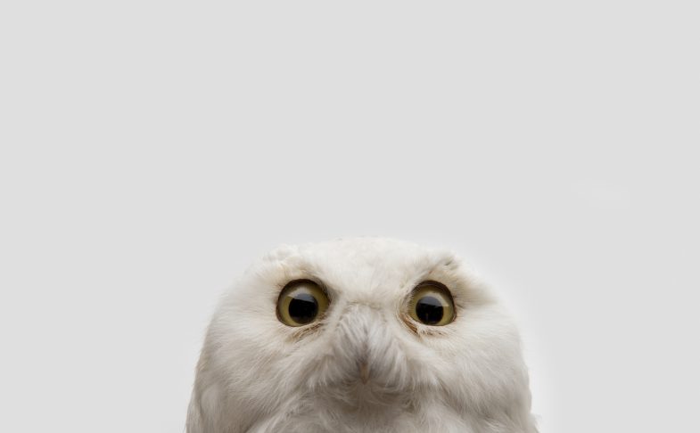 A white owl