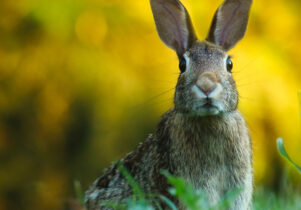 easter in manchester and the north