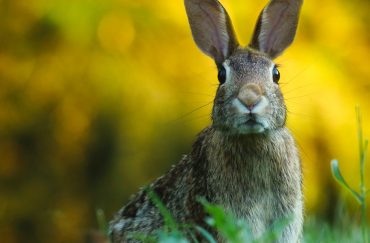 easter in manchester and the north