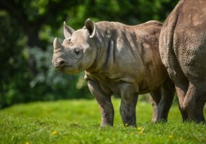 Chester Zoo