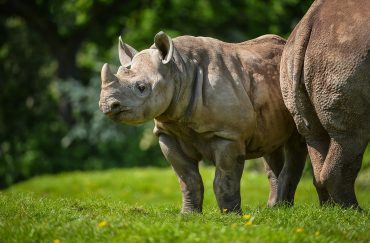 Chester Zoo