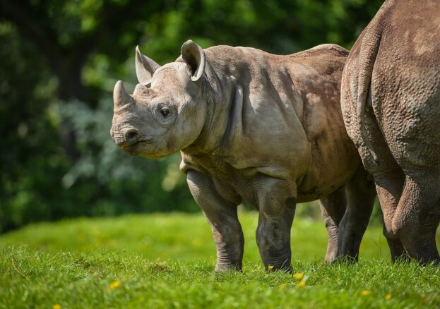 Chester Zoo