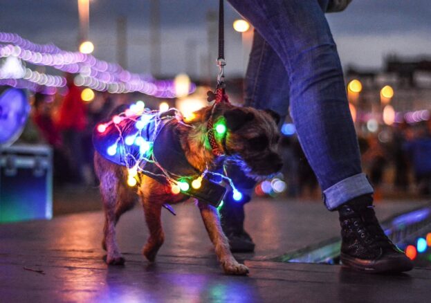 Illuminated doggie at Lumidogs Festival