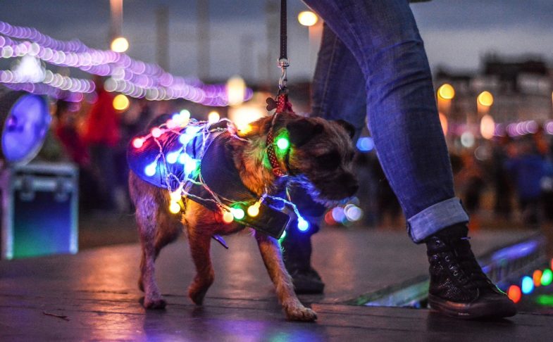 Illuminated doggie at Lumidogs Festival