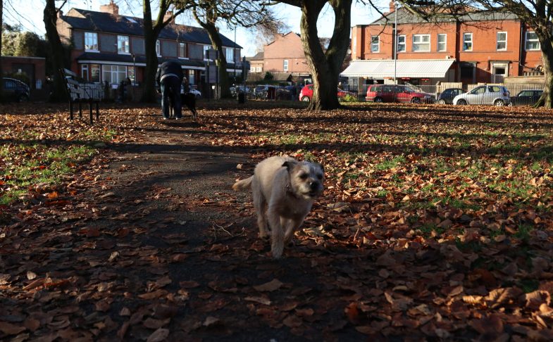 Beech Road Park
