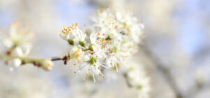 Blossom on trees in Manchester