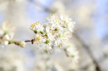 Blossom on trees in Manchester