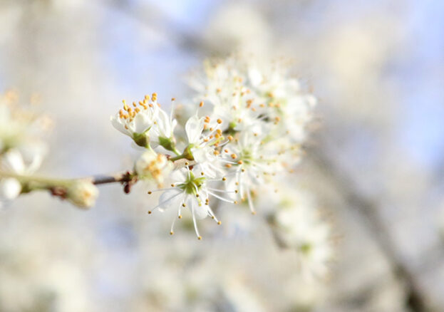 Blossom on trees in Manchester