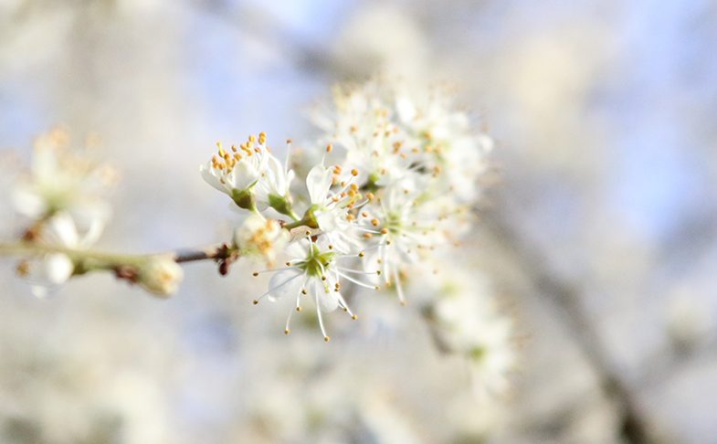 Blossom on trees in Manchester