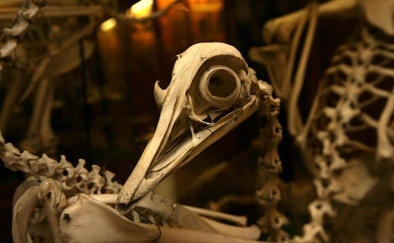 The Alfred Denny Museum, courtesy of the University of Sheffield. Museums in Sheffield