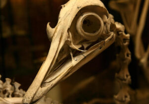 The Alfred Denny Museum, courtesy of the University of Sheffield. Museums in Sheffield