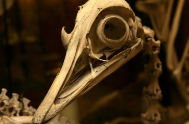 The Alfred Denny Museum, courtesy of the University of Sheffield. Museums in Sheffield