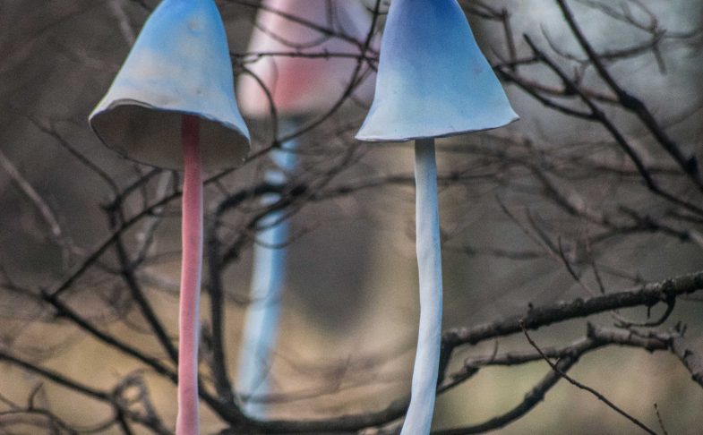 Serena Korda: The Bell Tree at Speke Hall