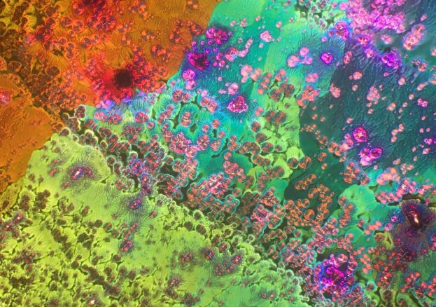 LIQUID CRYSTAL DISPLAY at Site Gallery