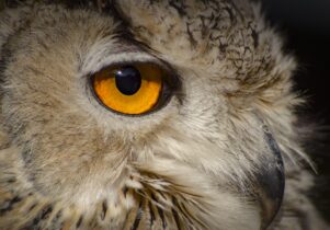 Owl courtesy Manchester Museum