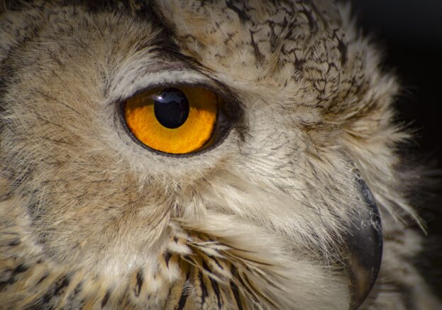 Owl courtesy Manchester Museum