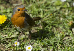 a small red breasted robin stood on the grass at lyme park, as you might hear on this guided walk