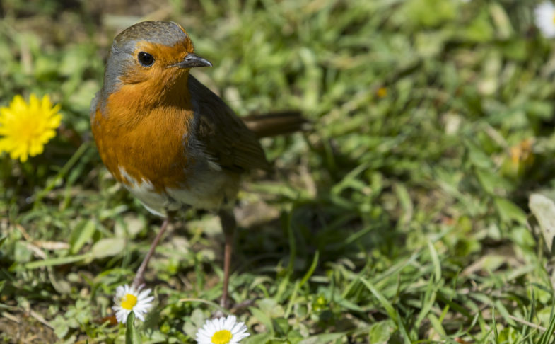 a small red breasted robin stood on the grass at lyme park, as you might hear on this guided walk