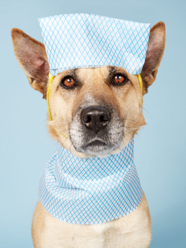 Manchester Open 2022, portrait of a dog dressed as a nurse
