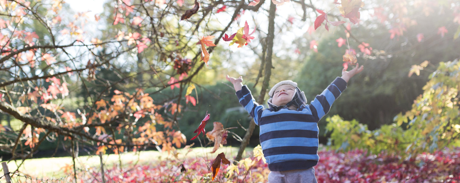 Experience The Magic of Trees at Beningbrough Hall, Gallery and Gardens